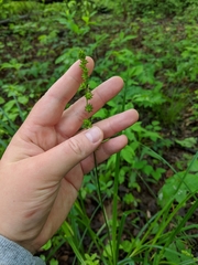 Carex sparganioides