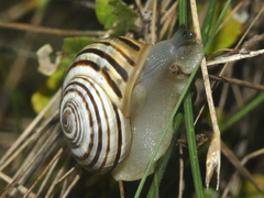 Pseudotachea splendida