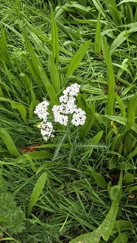 common yarrow