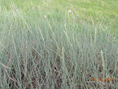 Leymus ramosus