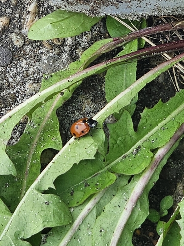 Seven-spotted Lady Beetle