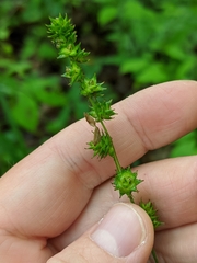 Carex sparganioides