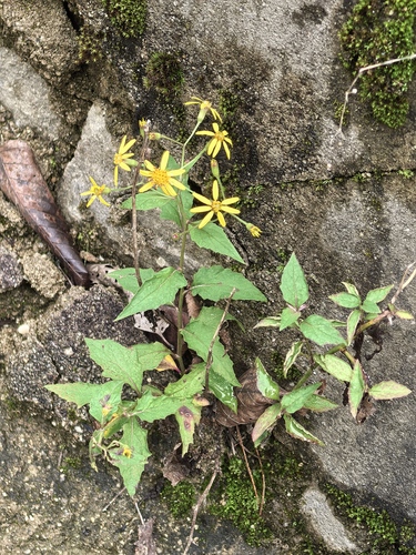Senecio scandens observed 2026-10-01