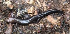 Plethodontinae