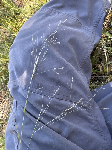 Agrostis hyemalis observed 2026-09-19