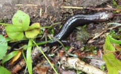 Plethodontinae