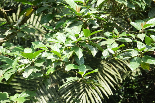 Ficus benguetensis observed 2026-09-26