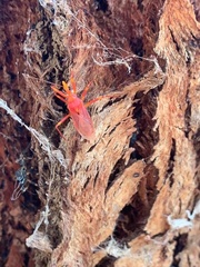 Havinthus rufovarius