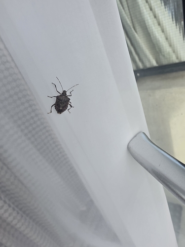 Brown Marmorated Stink Bug