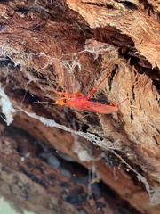 Havinthus rufovarius