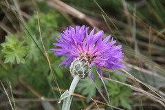 Centaurea fuscomarginata