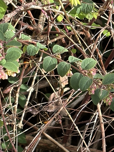 Vespa velutina nigrithorax