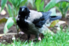 Corvus cornix