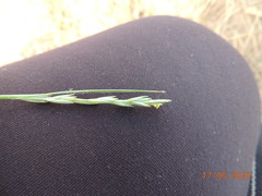 Leymus ramosus