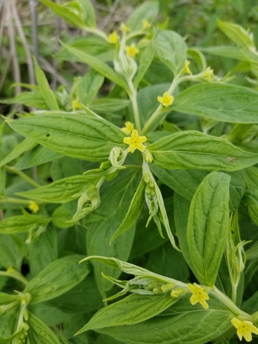 Lithospermum latifolium