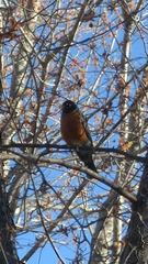 Turdus migratorius image