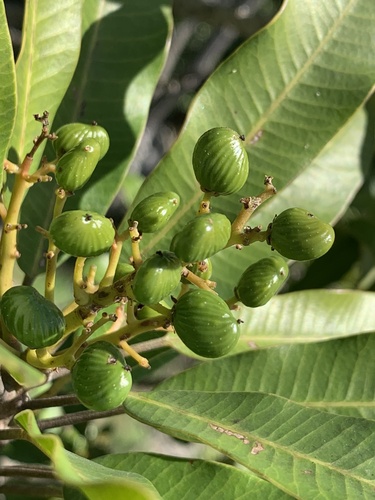 Protorhus longifolia, 2026-10-01