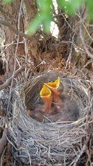 Turdus migratorius image