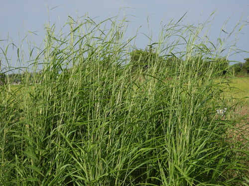 Rottboellia cochinchinensis observed 2026-10-01