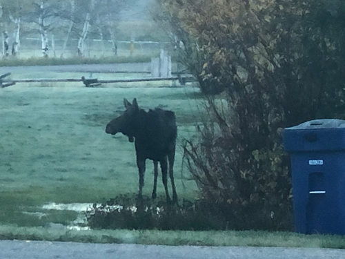 Moose