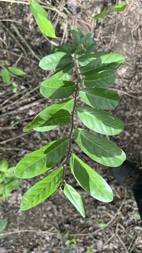 Cynophalla flexuosa observed 2026-10-01