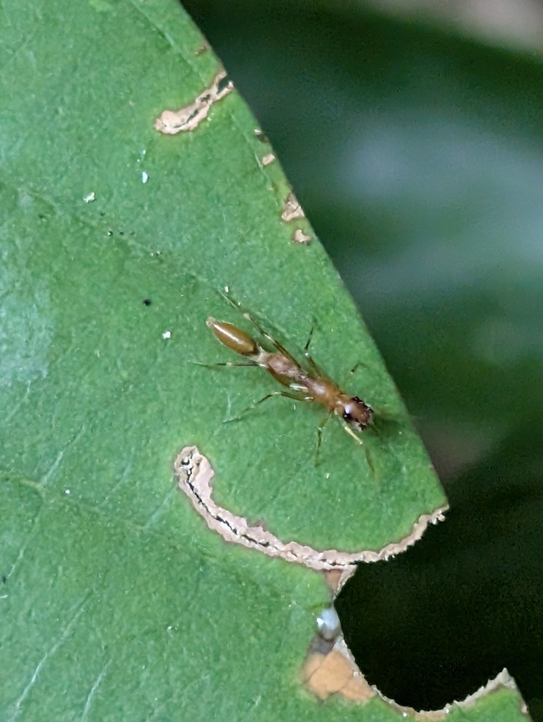 Synemosyna paraensis