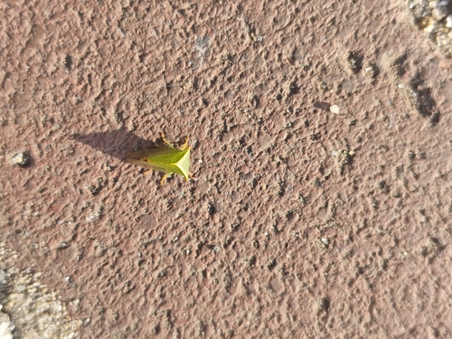 Buffalo Treehopper