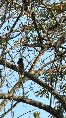 Green-backed Trogon
