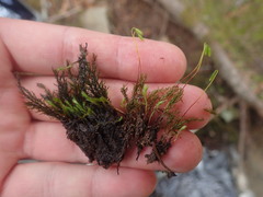 Mnium lycopodioides