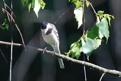 Motacilla alba