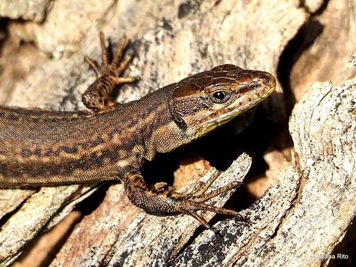 Green Iberian Wall Lizard