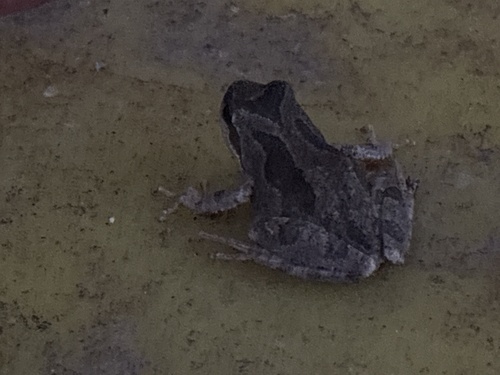 Pacific chorus frog