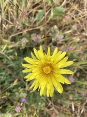 Agoseris apargioides