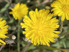 Agoseris apargioides