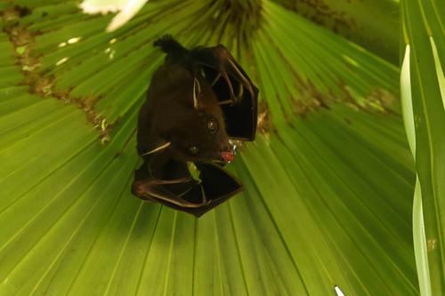 Cynopterus sphinx observed 2026-10-01