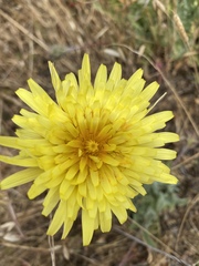 Agoseris apargioides