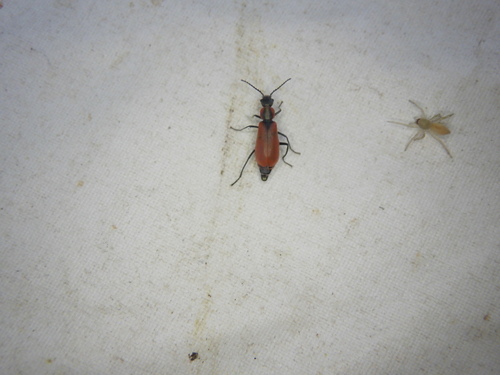 Red Malachite Beetle