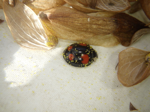 Asian Lady Beetle