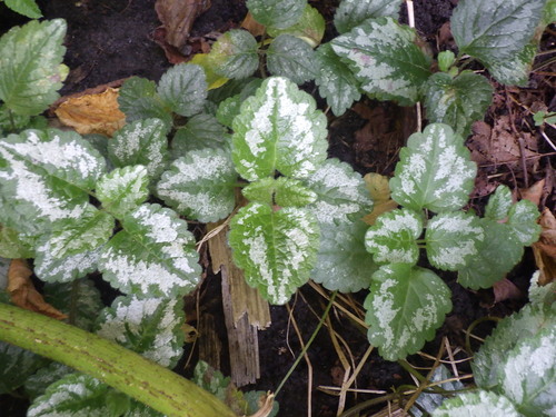 Variegated Yellow Archangel