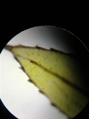 Mnium lycopodioides