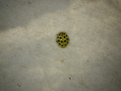22-spot Ladybird