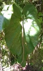 Anthurium grandifolium