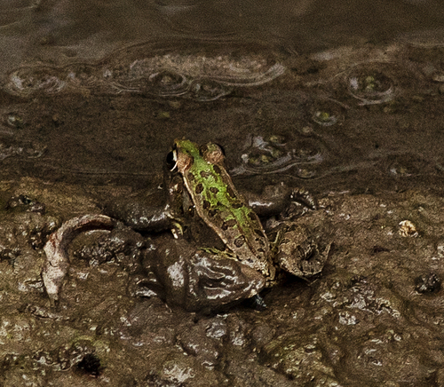 Rio Grande Leopard Frog