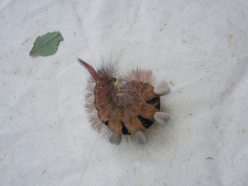 Pale Tussock Moth