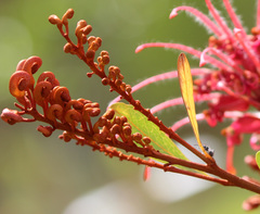 Grevillea decora