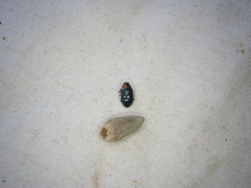 Crepidodera observed 2026-10-01