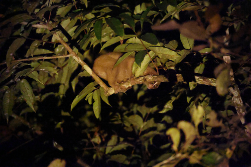 Philippine Slow Loris