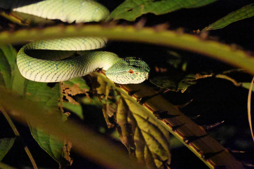 Bornean Keeled Pit Viper