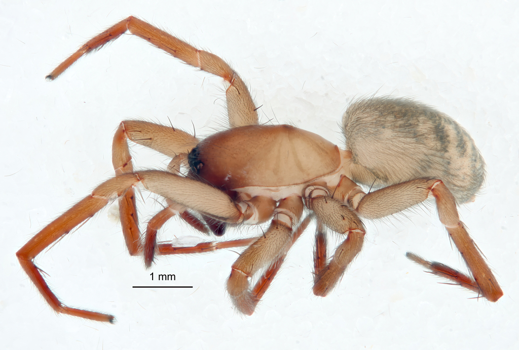 Pimus salemensis
