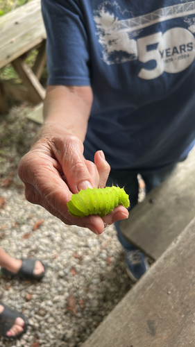 Polyphemus Moth